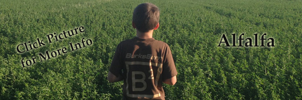 Alfalfa300x200slide