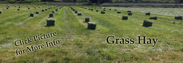 GrassHay 