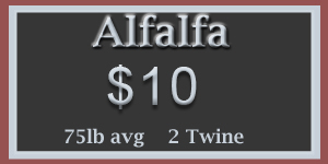 Alfalfa